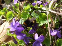 Bee in Sweet Violets.