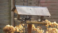 Long Tailed Tits on bird table.